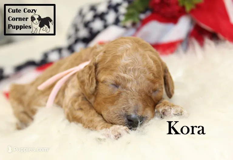 F1B Kora – Cavapoo puppy for sale in Taylorsville, NC