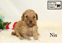 F1B Nix, a male Cavapoo for sale in Taylorsville, NC – 6 of 7