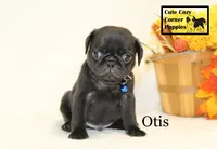 AKC Otis, a male Pug for sale in Taylorsville, NC – 3 of 9