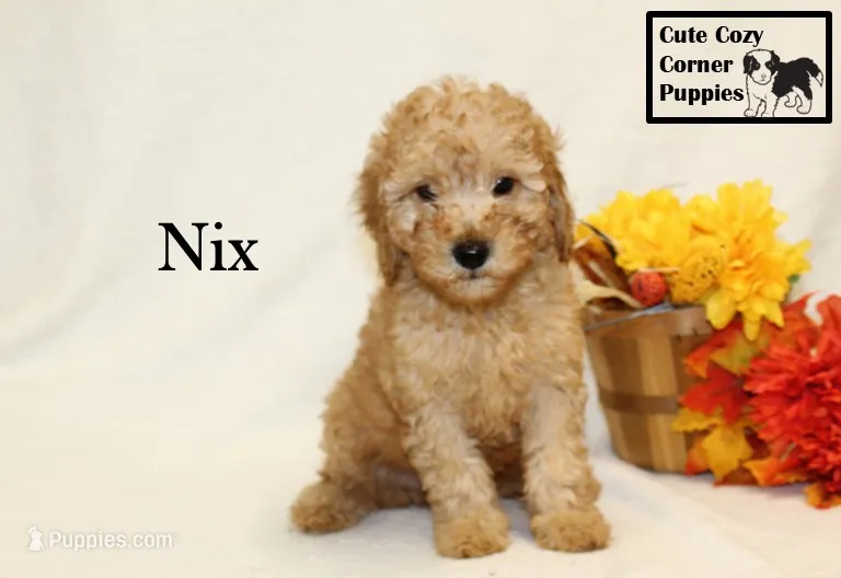 F1B Nix – Cavapoo puppy for sale in Taylorsville, NC
