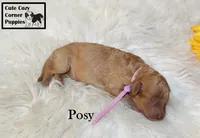 AKC Posy, a female Poodle - Miniature  for sale in Taylorsville, NC – 3 of 6