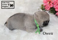 AKC Owen, a male Pug for sale in Taylorsville, NC – 2 of 6