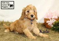 F1B Kade, a male Cavapoo for sale in Taylorsville, NC – 4 of 10