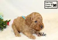 F1B Nile, a male Cavapoo for sale in Taylorsville, NC – 2 of 9