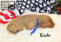 F1B Kade, a male Cavapoo for sale in Taylorsville, NC – 1 of 10