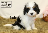 F1 Jade, a female Cavapoo for sale in Taylorsville, NC – 3 of 10