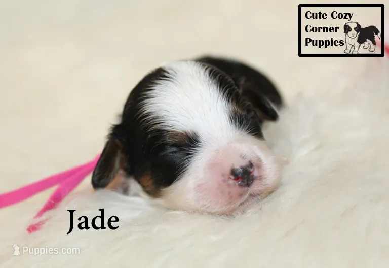 F1 Jade – Cavapoo puppy for sale in Taylorsville, NC