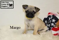 AKC Margo, a female Pug for sale in Taylorsville, NC – 4 of 9