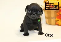 AKC Otto, a male Pug for sale in Taylorsville, NC – 2 of 7