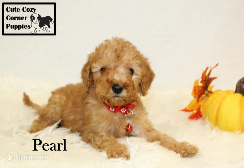 Akc Pearl – Poodle - Miniature  puppy for sale in Taylorsville, NC