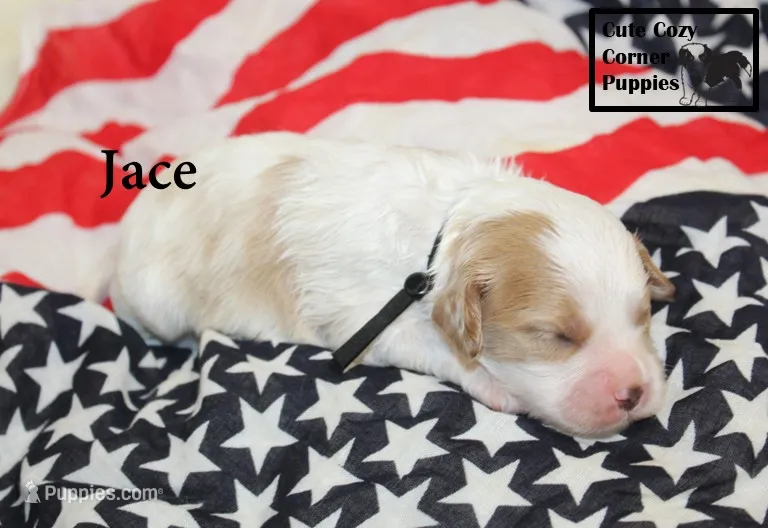 F1 Jace – Cavapoo puppy for sale in Taylorsville, NC