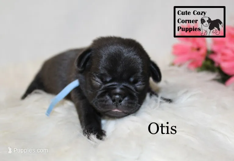 AKC Otis – Pug puppy for sale in Taylorsville, NC