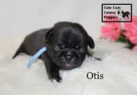 AKC Otis, a male Pug for sale in Taylorsville, NC – 1 of 5