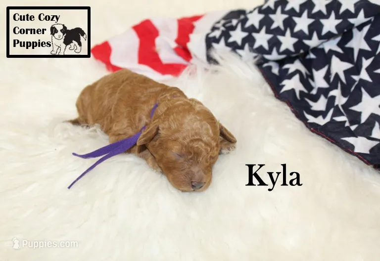 F1B Kyla – Cavapoo puppy for sale in Taylorsville, NC