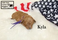 F1B Kyla, a female Cavapoo for sale in Taylorsville, NC – 1 of 9