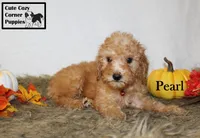 Akc Pearl, a female Poodle - Miniature  for sale in Taylorsville, NC – 9 of 9