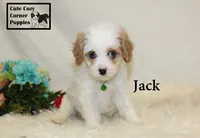 F1 Jack, a male Cavapoo for sale in Taylorsville, NC – 8 of 10