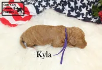 F1B Kyla, a female Cavapoo for sale in Taylorsville, NC – 2 of 9