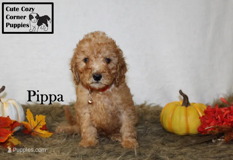 AKC Pippa, a female Poodle - Miniature  for sale in Taylorsville, NC – 1 of 8