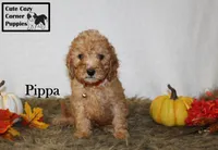 AKC Pippa, a female Poodle - Miniature  for sale in Taylorsville, NC – 1 of 8