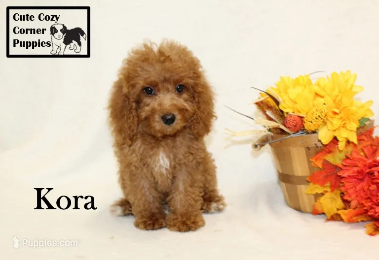 F1B Kora – Cavapoo puppy for sale in Taylorsville, NC