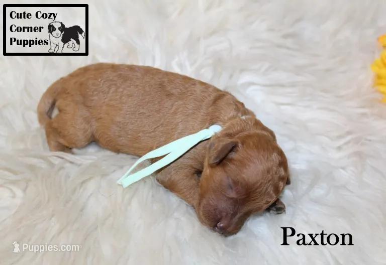 AKC Paxton – Poodle - Miniature  puppy for sale in Taylorsville, NC
