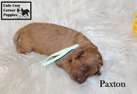 AKC Paxton, a male Poodle - Miniature  for sale in Taylorsville, NC – 1 of 6