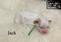 F1 Jack, a male Cavapoo for sale in Taylorsville, NC – 5 of 8