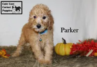 AKC Parker, a male Poodle - Miniature  for sale in Taylorsville, NC – 3 of 8