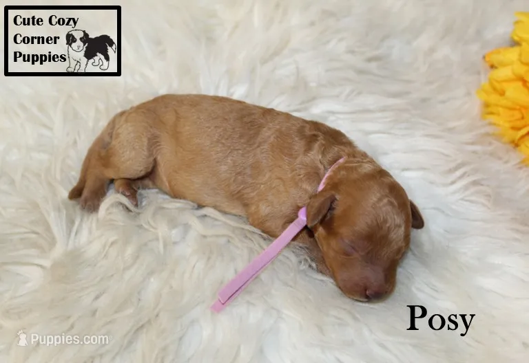 AKC Posy – Poodle - Miniature  puppy for sale in Taylorsville, NC