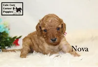 F1B Nova, a female Cavapoo for sale in Taylorsville, NC – 3 of 7
