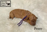 AKC Penny, a female Poodle - Miniature  for sale in Taylorsville, NC – 3 of 5