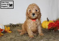 AKC Pippa, a female Poodle - Miniature  for sale in Taylorsville, NC – 6 of 8