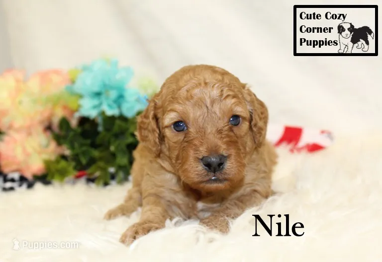 F1B Nile – Cavapoo puppy for sale in Taylorsville, NC
