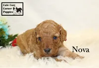 F1B Nova, a female Cavapoo for sale in Taylorsville, NC – 7 of 7
