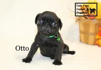 AKC Otto, a male Pug for sale in Taylorsville, NC – 5 of 7