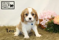 AKC Leo, a male Cavalier King Charles Spaniel for sale in Taylorsville, NC – 3 of 10