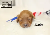 F1B Kade, a male Cavapoo for sale in Taylorsville, NC – 3 of 10