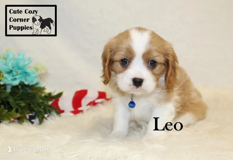 AKC Leo – Cavalier King Charles Spaniel puppy for sale in Taylorsville, NC
