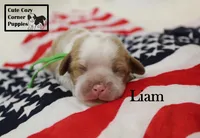 AKC Liam, a male Cavalier King Charles Spaniel for sale in Taylorsville, NC – 7 of 9