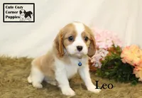 AKC Leo, a male Cavalier King Charles Spaniel for sale in Taylorsville, NC – 7 of 10
