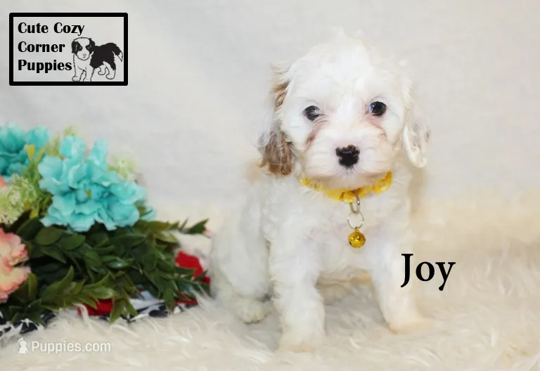 F1 Joy – Cavapoo puppy for sale in Taylorsville, NC