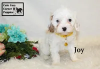 F1 Joy, a female Cavapoo for sale in Taylorsville, NC – 1 of 10
