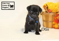 AKC Otis, a male Pug for sale in Taylorsville, NC – 5 of 9