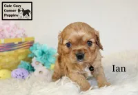 AKC Ian, a male Cavalier King Charles Spaniel for sale in Taylorsville, NC – Photo 7 of 10