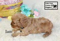 AKC Ian, a male Cavalier King Charles Spaniel for sale in Taylorsville, NC – Photo 9 of 10