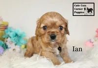 AKC Ian, a male Cavalier King Charles Spaniel for sale in Taylorsville, NC – Photo 2 of 10