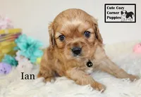 AKC Ian, a male Cavalier King Charles Spaniel for sale in Taylorsville, NC – Photo 4 of 10
