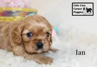 AKC Ian, a male Cavalier King Charles Spaniel for sale in Taylorsville, NC – Photo 3 of 10
