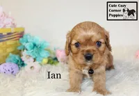 AKC Ian, a male Cavalier King Charles Spaniel for sale in Taylorsville, NC – Photo 10 of 10